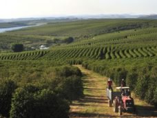 ilustração embrapa