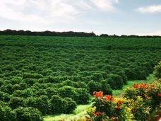 CERRADO-MG-LAVOURA-blog_tarabal-1280x720