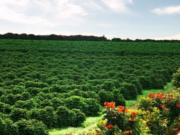 CERRADO-MG-LAVOURA-blog_tarabal-1280x720