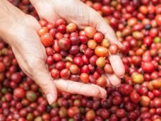 Tipos-de-grãos-de-café