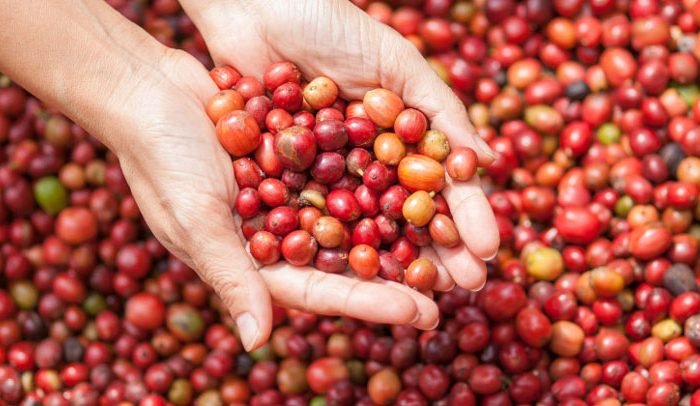 Tipos-de-grãos-de-café