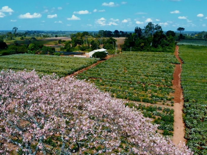 Café florido e floresta
