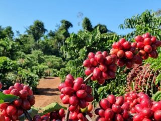 Café robusta amazônico RO Foto Renata Silva_Embrapa Rondônia