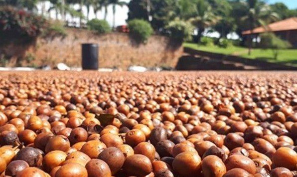 fermentação de café