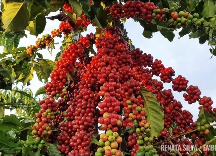 Foto espécie canéfora