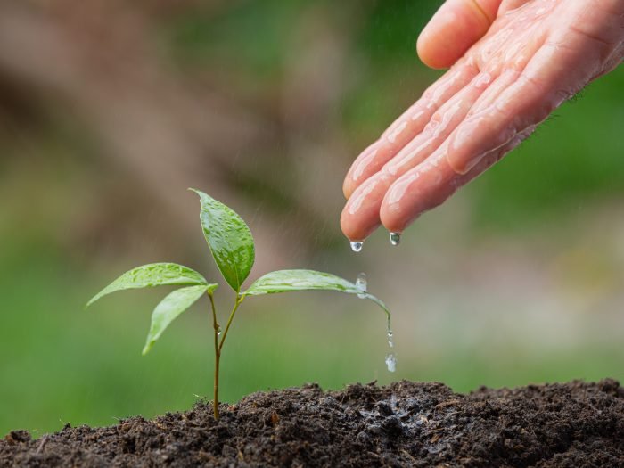 close up picture of hand watering the sapling of the plant