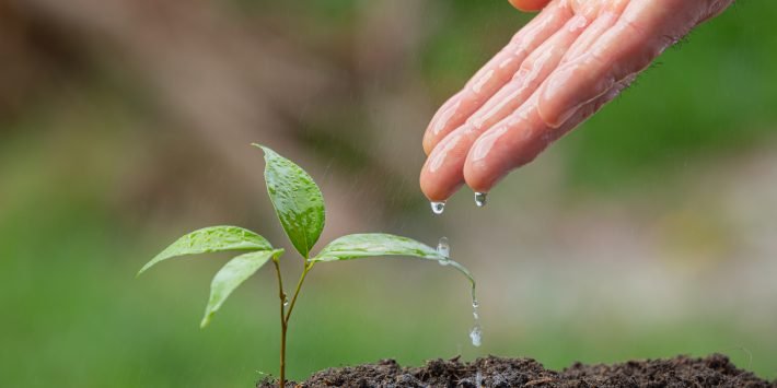 close up picture of hand watering the sapling of the plant