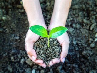 plant in the hands.