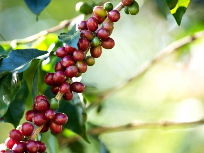café arábica