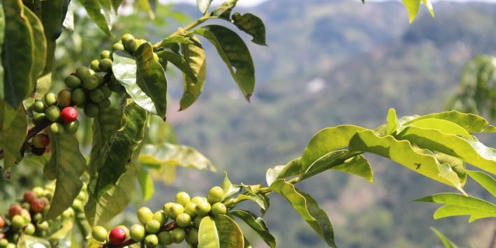 Trajetória do café - Parte 1.