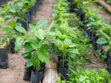 programa plante mais