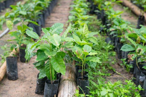 programa plante mais