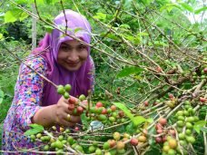 Mulher no setor cafeeiro