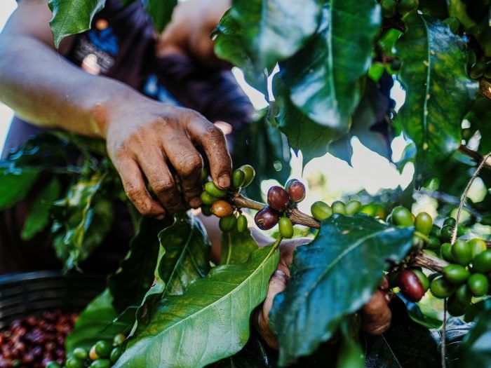 Dia Mundial do Campo (unsplash)