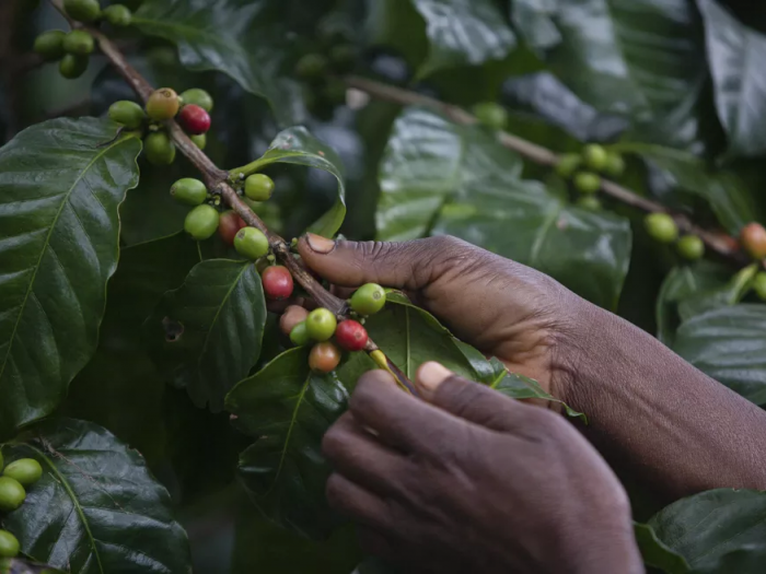 Cafeicultura salva florestas