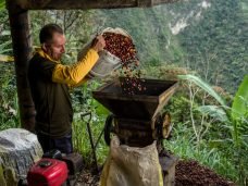 Dia do Agricultor - papel do cafeicultor
