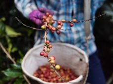 Indicações Geográficas no Caparaó