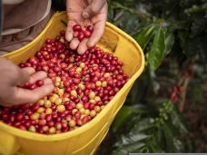 Indicações Geográficas