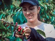 café e turismo no Paraná