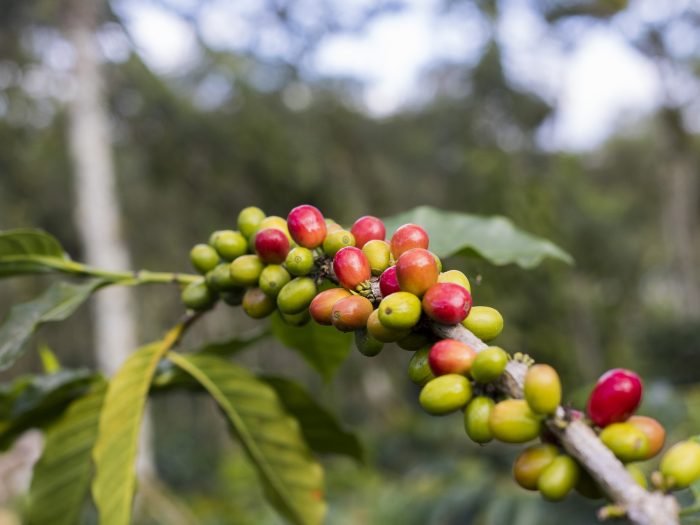 Mantiqueira de Minas